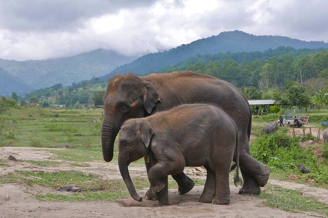 3-in-1: Doi Inthanon Tour, Elephant Sanctuary, and Trekking Trail - What to bring and how to dress for temples and a wet trail