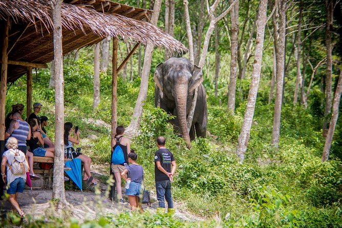 A Morning with the Elephants at Phuket Elephant Sanctuary - Tree Top Lounge Start: Where the Rules and Context Click