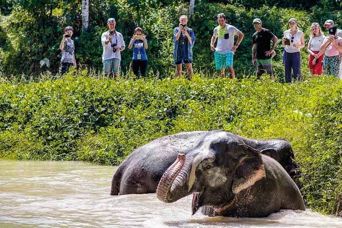 A Morning with the Elephants at Phuket Elephant Sanctuary - Observation Salas and Treetop Views: Why This Photo Walk Works