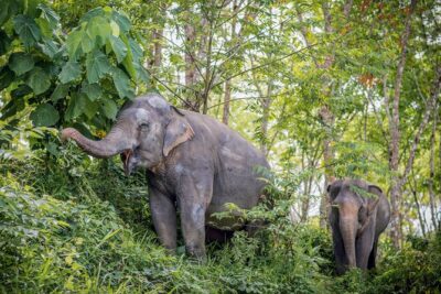 A Morning with the Elephants at Phuket Elephant Sanctuary - The Guided Walk Through the 30-Acre Sanctuary