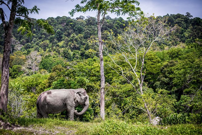 A Morning with the Elephants at Phuket Elephant Sanctuary - Transfers, Timing, and How to Think About the 3.5 Hours