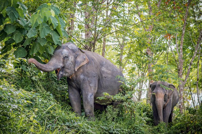 A Morning with the Elephants at Phuket Elephant Sanctuary - The Guided Walk Through the 30-Acre Sanctuary