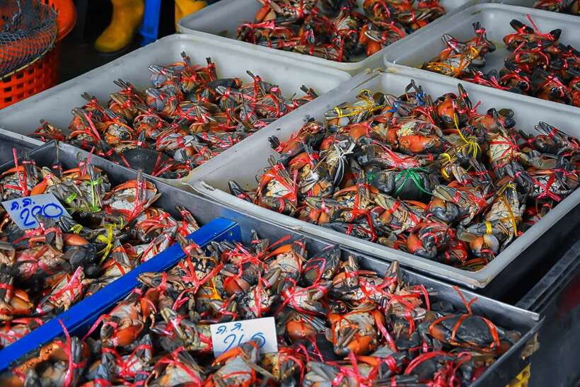 Bangkok: Damnoen Saduak Market and Maeklong Railway Market - Logistics you should plan for: heat, walking, and timing your expectations