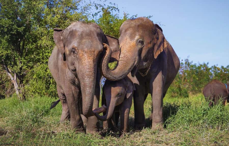 Bangkok Highlights: Ethical Elephant Care and Buffet Lunch - Ethical Elephant Care With No Riding or Performances
