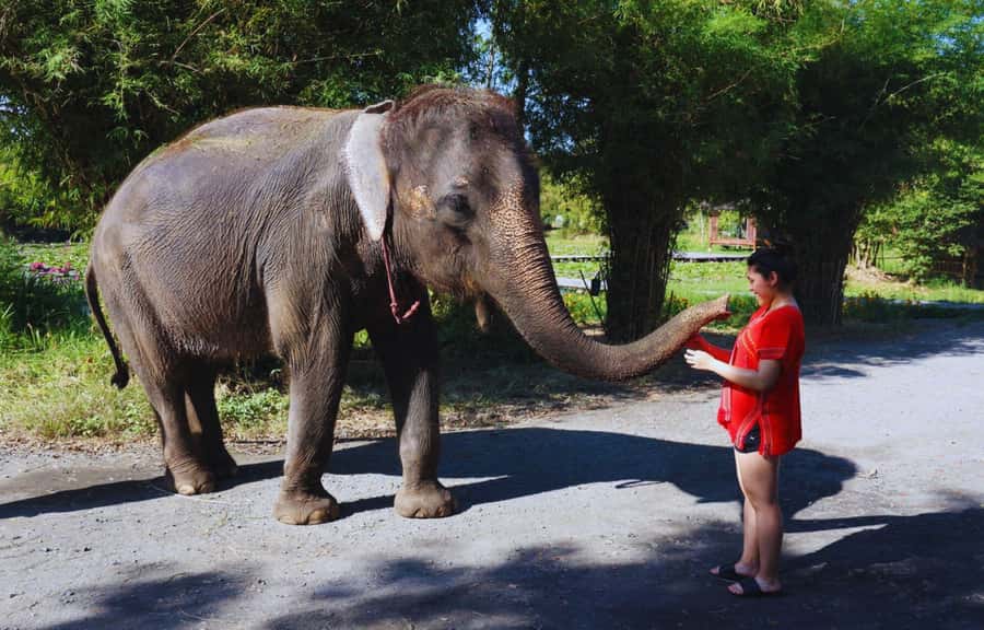 Bangkok Highlights: Ethical Elephant Care and Buffet Lunch - Small Details That Make the Day Feel Like a Real Experience