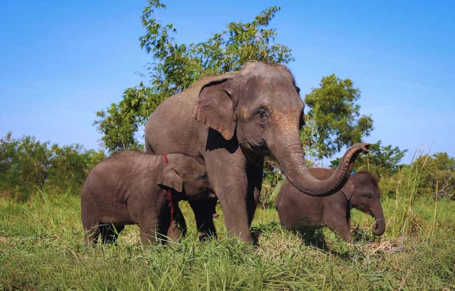 Bangkok Highlights: Ethical Elephant Care and Buffet Lunch - Pickup From Bangkok and the Welcome Briefing That Sets Expectations