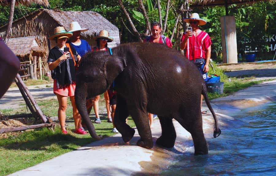 Bangkok Highlights: Ethical Elephant Care and Buffet Lunch - Getting There From Bangkok: Timing, Traffic, and Road Comfort