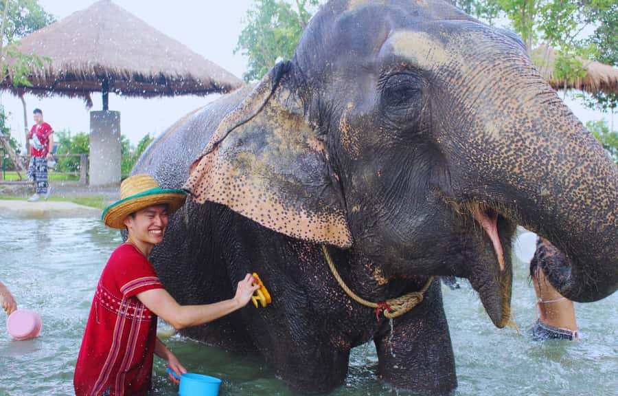 Bangkok Highlights: Ethical Elephant Care and Buffet Lunch - What to Bring (and What Not to Bring) for Mud and Water Time