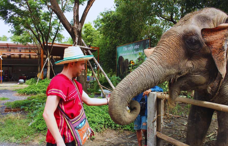 Bangkok Highlights: Ethical Elephant Care and Buffet Lunch - Feeding Time Up Close: Snacks, Safe Interaction, and Elephant Behavior