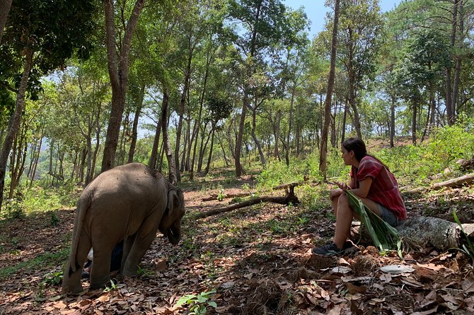 Care Pride Elephants: Full-Day Tour Experience - Key things I’d zero in on