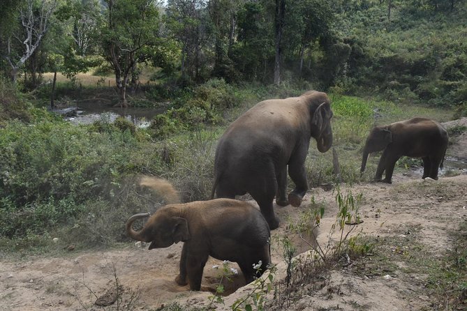 Care Pride Elephants: Full-Day Tour Experience - Entering the Elephant Pride Sanctuary world in Inthanon