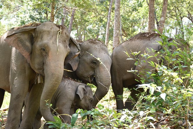 Care Pride Elephants: Full-Day Tour Experience - Feeding and walking elephants: close contact, no riding