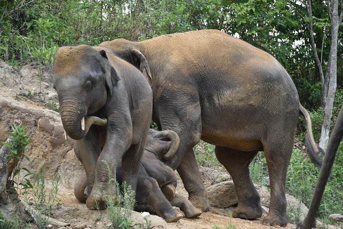 Care Pride Elephants: Full-Day Tour Experience - Mud bath and river rinse: the part that turns clothes into souvenirs