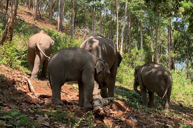 Care Pride Elephants: Full-Day Tour Experience - Thai lunch in the middle of the day, not on the side