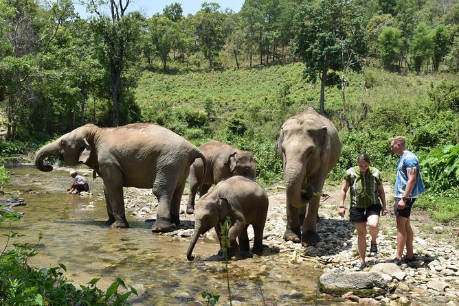 Care Pride Elephants: Full-Day Tour Experience - Price and value: what $91.31 is really buying