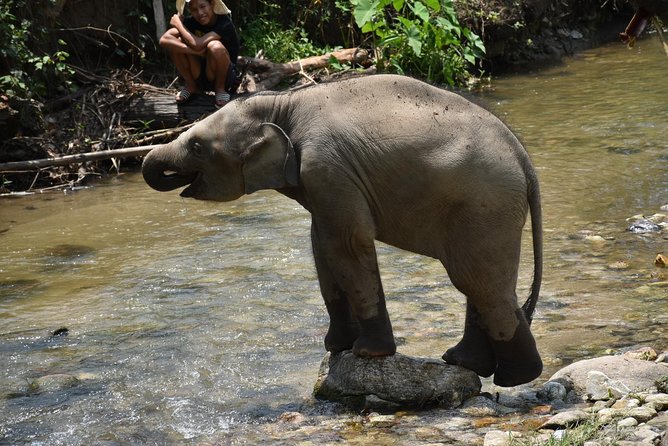 Care Pride Elephants: Full-Day Tour Experience - Meeting the family and learning elephant care in the jungle