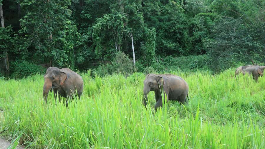 Chiang Mai: 2-Day Jungle Trek with Elephant Farm & Raft Ride - Key points worth knowing before you go