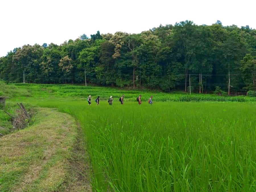 Chiang Mai: 2-Day Jungle Trek with Elephant Farm & Raft Ride - Hike to a Jungle Waterfall (Plus Picnic Lunch and a Swim)