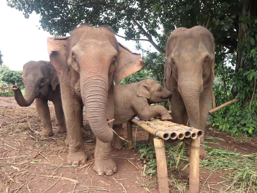 Chiang Mai: Doi Inthanon and Elephant Sanctuary Tour - The big idea: why this Chiang Mai combo tour works