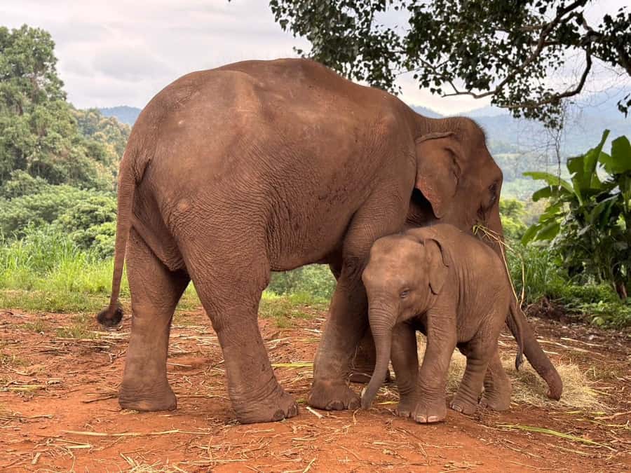 Chiang Mai: Doi Inthanon and Elephant Sanctuary Tour - Hidden waterfall bathing and swimming: fun moments with real considerations