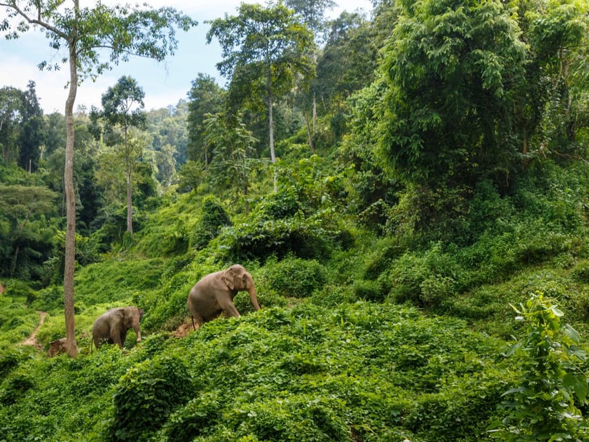 Chiang Mai: Doi Inthanon Park and Pha Dok Siew Trail Trek - Key Highlights You’ll Actually Feel