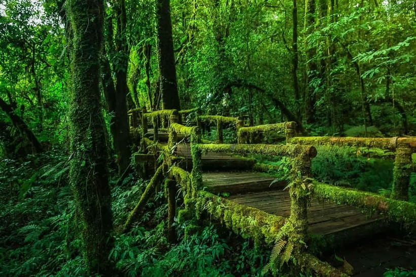 Chiang Mai: Doi Inthanon Trip with Pha Dok Siew Guided Trek - Who This Tour Fits, and Who Should Rethink It