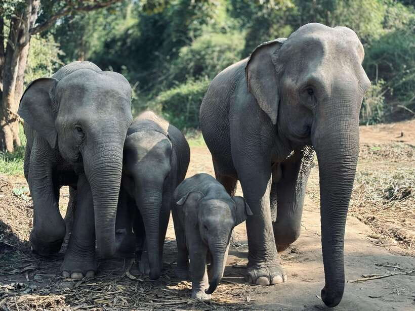 Chiang Mai: Elephant Sanctuary Feeding Program Half-Day Tour - The nature walk: learning the habitat like a neighbor, not a spectator