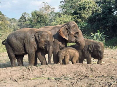 Chiang Mai: Elephant Sanctuary Feeding Program Half-Day Tour - Arrival at Pon Elephant Thailand: briefing, rules, and real-world safety
