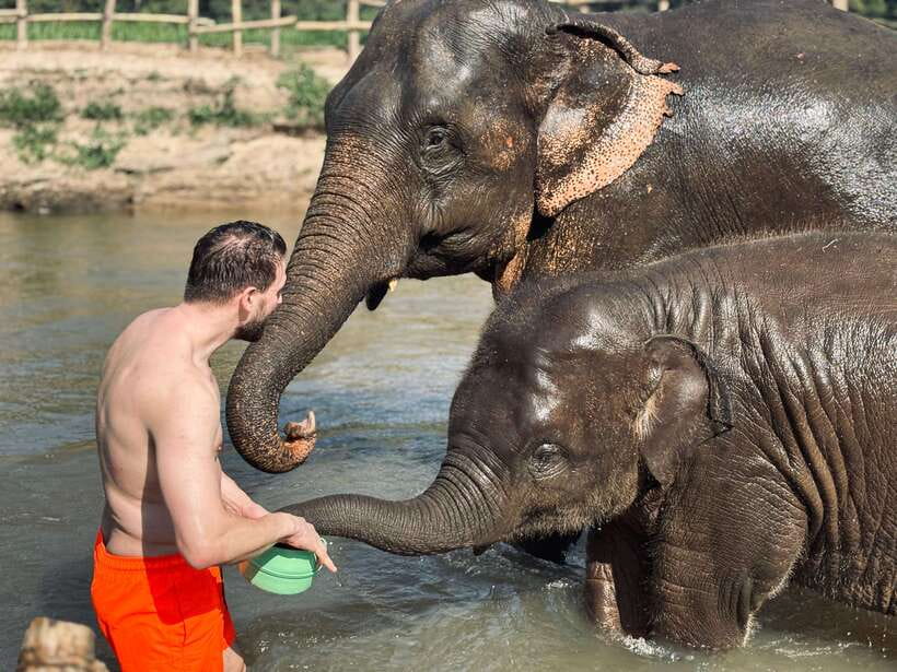 Chiang Mai: Elephant Sanctuary Feeding Program Half-Day Tour - River time: swimming and bathing when the elephants choose