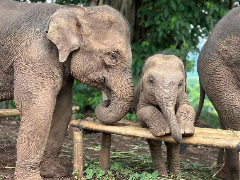 Chiang Mai: Elephant Sanctuary, Waterfall & Bamboo Rafting - Key Points That Make This Day Worth It