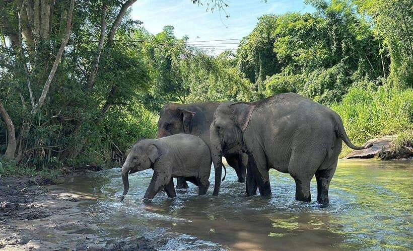 Chiang Mai: Elephant Sanctuary, Waterfall & Bamboo Rafting - Price and Value: Is $60 a Good Deal for 9 Hours?