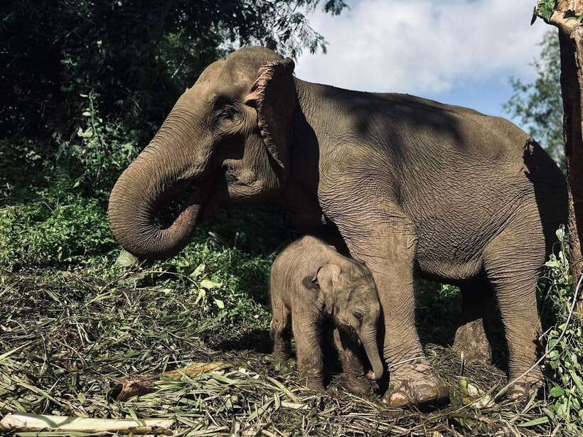 Chiang Mai: Elephant Sanctuary, Waterfall & Bamboo Rafting - The Drive Out of Chiang Mai: Farms, Villages, and Getting in the Mood