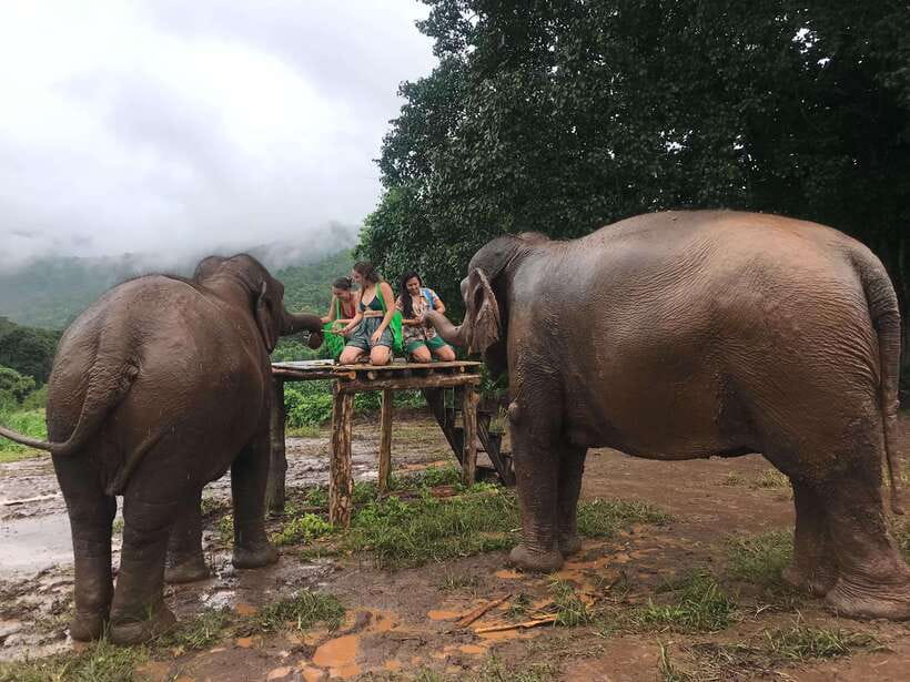 Chiang Mai: Elephant Sanctuary & Waterfall Group Tour - Mae Wang Waterfall hike: forest views and a safety-first swim question