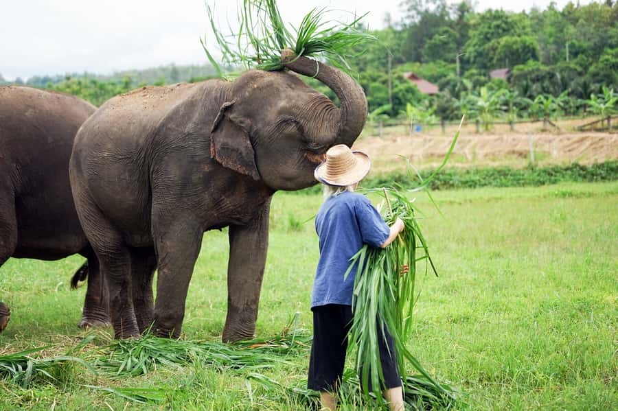 Chiang Mai: Small Group Ethical Elephant Sanctuary Tour - Quick hits to know before you go