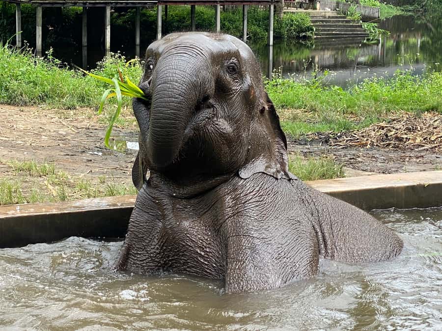 Chiang Mai: Small Group Ethical Elephant Sanctuary Tour - Feeding, vitamin balls, and sugar-cane snacks