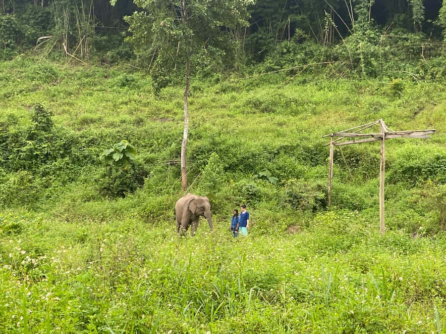 Chiang Mai: Small Group Ethical Elephant Sanctuary Tour - Mud bath watch, then river bathing