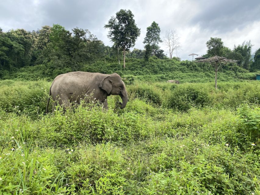 Chiang Mai: Small Group Ethical Elephant Sanctuary Tour - Walking through the sanctuary’s natural space
