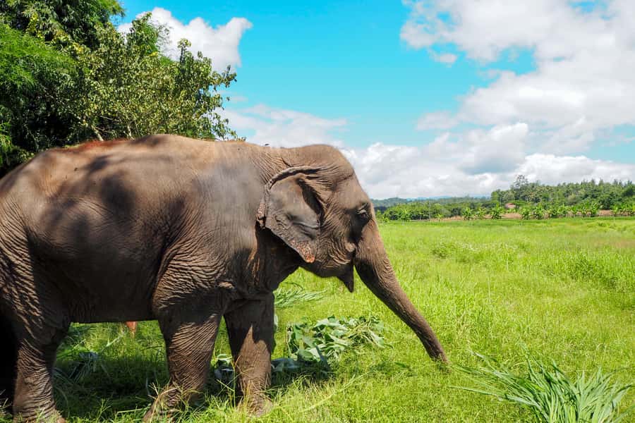 Chiang Mai: Small Group Ethical Elephant Sanctuary Tour - Homemade Thai lunch while elephants roam