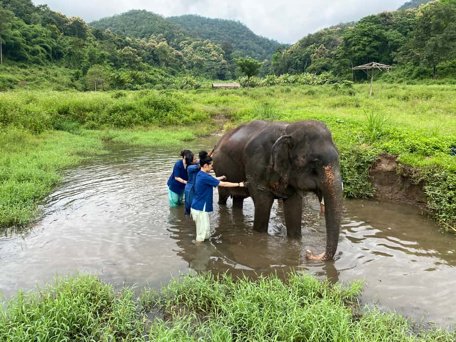 Chiang Mai: Small Group Ethical Elephant Sanctuary Tour - Price and value: what $77 buys you in real terms