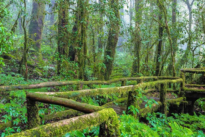Doi Inthanon Waterfall and Royal Project Chiang Mai - Ang Ka Nature Trail: short walk, big rainforest feel