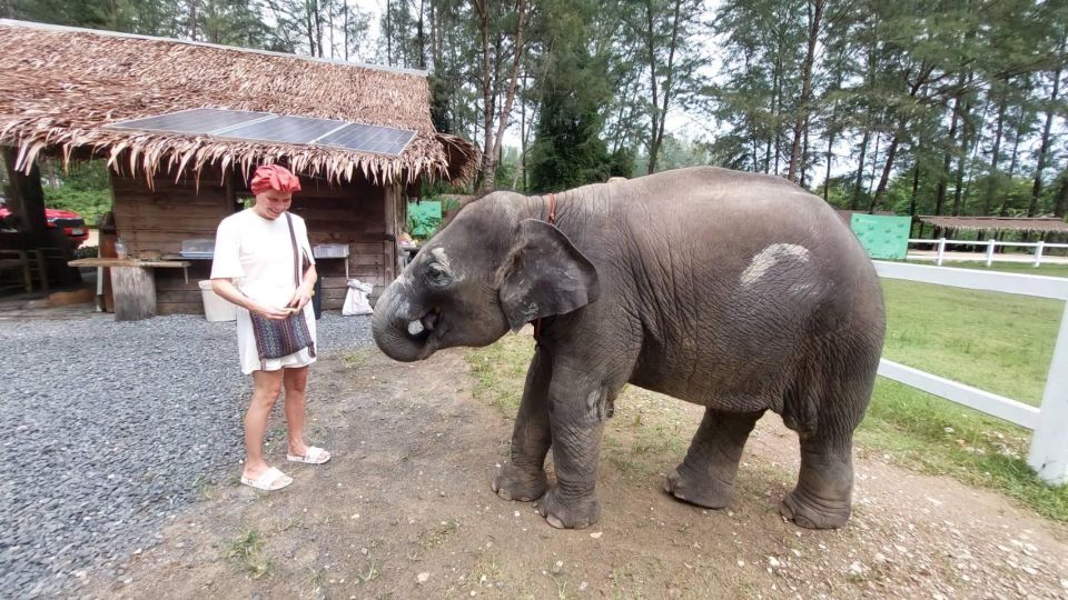 Ethical Elephant Sanctuary Experience in Khao Lak - Meeting the elephants: individuals, not props