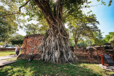 From Bangkok: Ayutthaya Temples Guided Tour with Lunch - Price Check: What $28 Actually Buys You