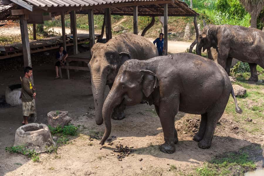From Bangkok: Elephant Sanctuary and Kanchanaburi Tour - No riding of elephants: why that changes the whole vibe