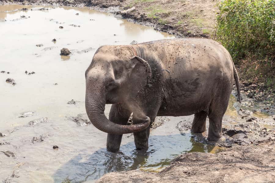 From Bangkok: Elephant Sanctuary and Kanchanaburi Tour - Kanchanaburi War Cemetery: the emotional anchor of the day