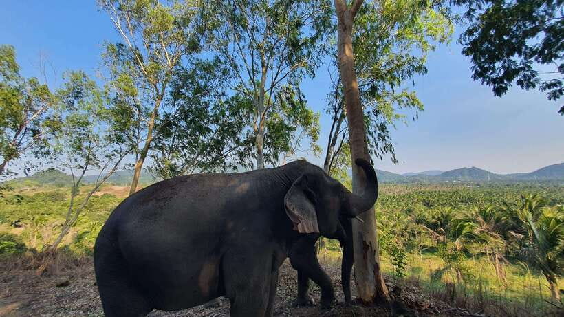 From Bangkok: Living Green Elephant Sanctuary Day Trip - Ethical Elephant Encounters That Actually Feel Like a Sanctuary