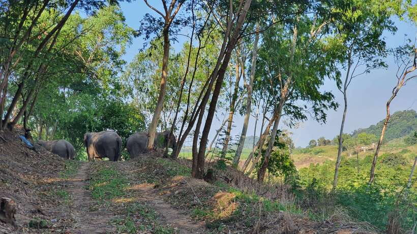 From Bangkok: Living Green Elephant Sanctuary Day Trip - Chonburi Day Trip Logistics From Bangkok: Morning vs Afternoon