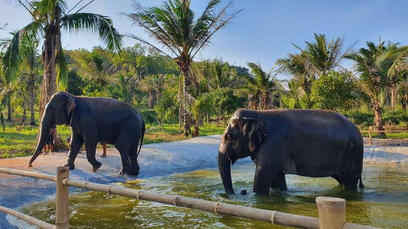 From Bangkok: Living Green Elephant Sanctuary Day Trip - Feeding, Walking, and Optional Bathing: What You’ll Actually Do