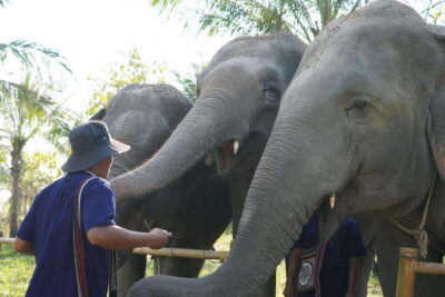 From Bangkok: Living Green Elephant Sanctuary Day Trip - Your Half-Day Flow: Mo Hom Clothes, Meal Break, Then Elephant Time