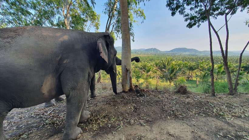 From Bangkok: Living Green Elephant Sanctuary Day Trip - Transport, Timing, and What to Pack for Comfort