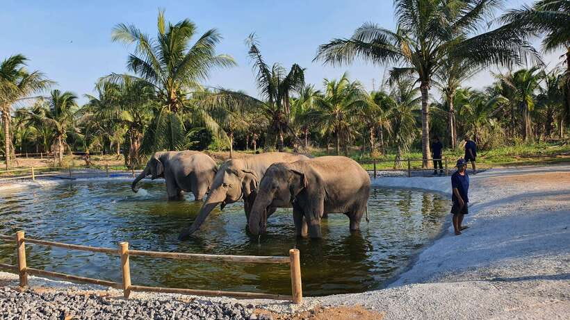From Bangkok: Living Green Elephant Sanctuary Day Trip - Price Value at $57: What You Get for Your Money